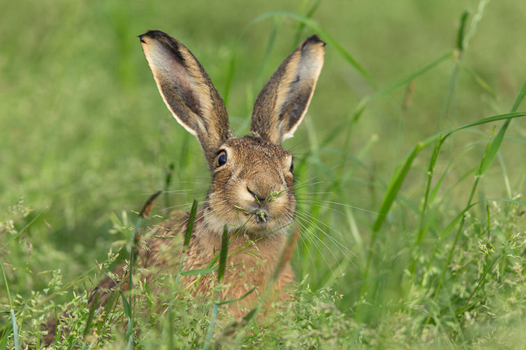 Brown Hare (Lepus capensis) close-up feeding on grass shoots